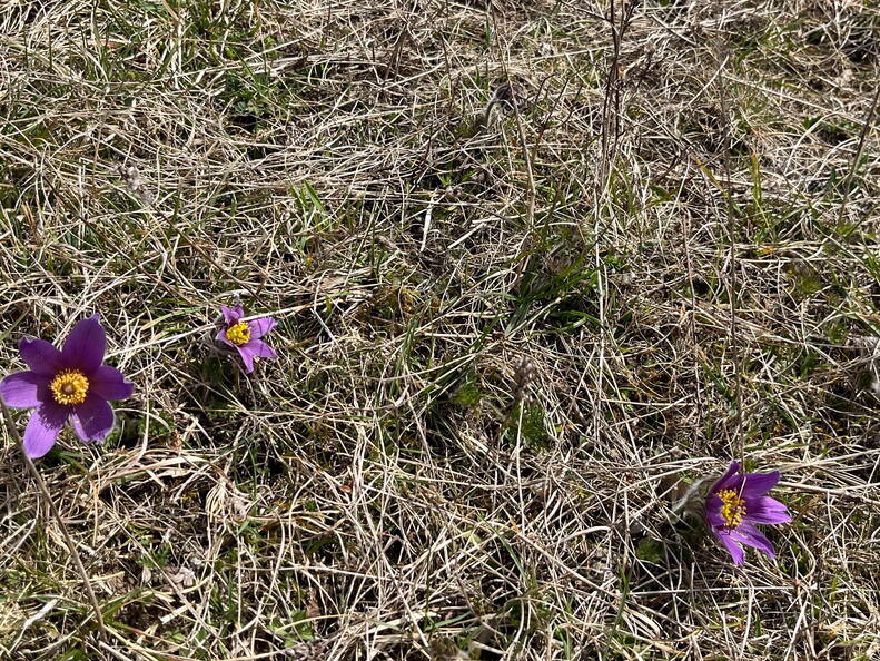 25-03-21 12-21-28 2484